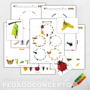 Cycles de vie_insectes